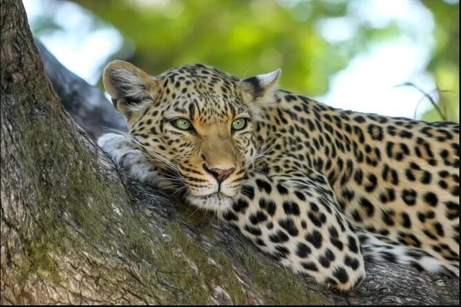 Leopard Luxury Safari in Tanzania - Serengeti full day: where big cats and migration country overlap