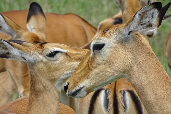 Leopard Luxury Safari in Tanzania - Kilimanjaro National Park morning, then fly home
