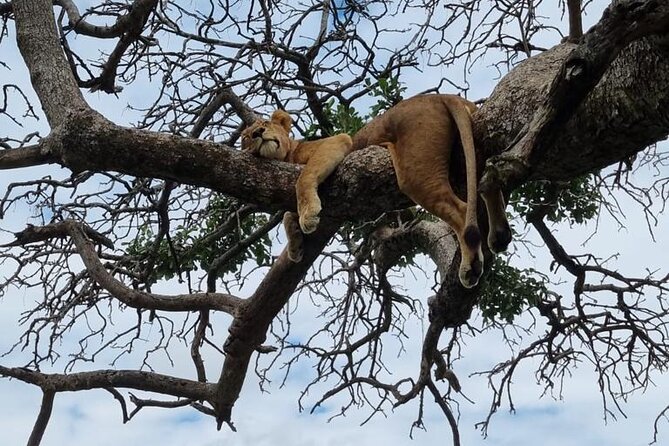 Leopard Luxury Safari in Tanzania - Tarangire National Park: elephants, baobabs, and the long-game feel