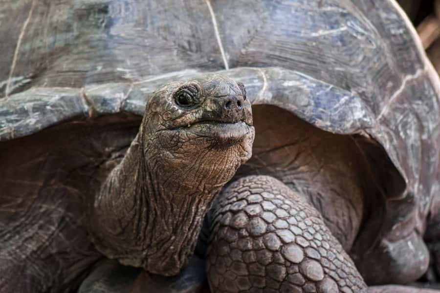 Lunch Break, Mnemba Tour, Swim with Turtles, Kendwa Beach - Mnemba Island Atoll, the private boat and snorkel focus