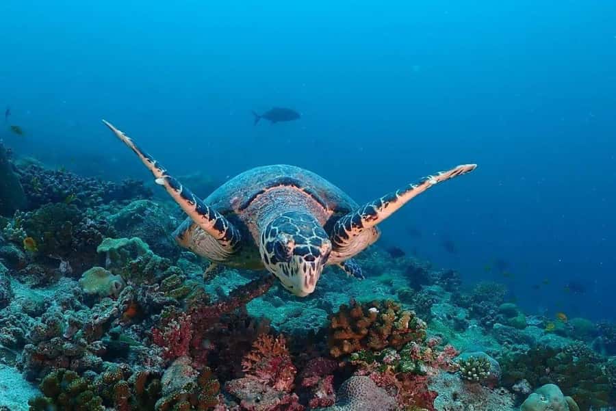 Lunch Break, Mnemba Tour, Swim with Turtles, Kendwa Beach - Tips to get the most from the day