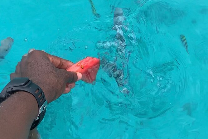 Luxury Swimming with DOLPHINS IN MNEMBA and LUNCH - Price, Location, and What $130 Really Buys You