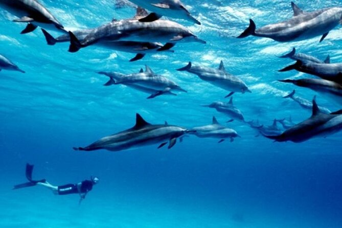 Luxury Tour to DOLPHINS, KUZA CAVE and THE ROCK RESTAURANT - Should you book this dolphins, Kuza Cave and The Rock tour?