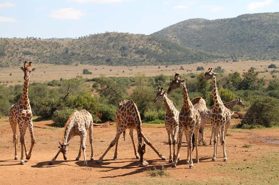 Maasai, Mikumi NP & Chizua Falls 3 Days From Dar es salaam - Key things I’d watch for on this trip