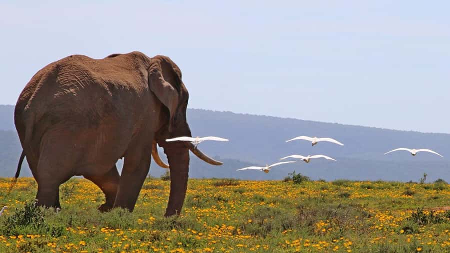 Maasai, Mikumi NP & Chizua Falls 3 Days From Dar es salaam - Maasai village cultural tour: what it adds beyond photos