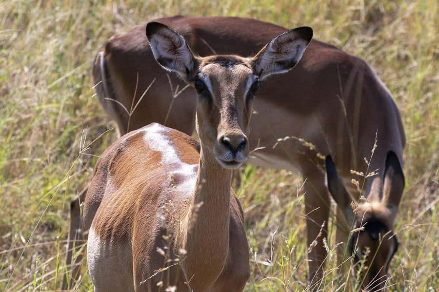 Maasai, Mikumi NP & Chizua Falls 3 Days From Dar es salaam - Price and value: what $475 includes, and what you still cover