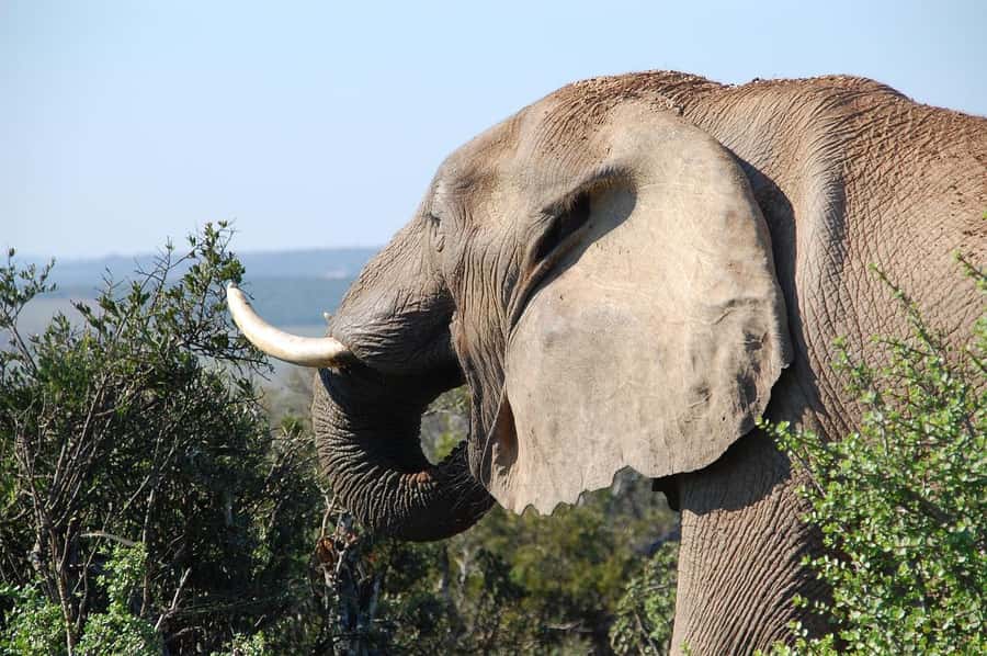 Maasai, Mikumi NP & Chizua Falls 3 Days From Dar es salaam - First safari day in Mikumi: how the open-jeep drive actually helps you