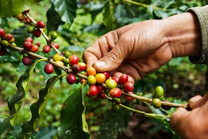 Maasai village visit, Materuni waterfalls & coffee experience - What Food and Drinks You Get (and What You Need to Budget For)