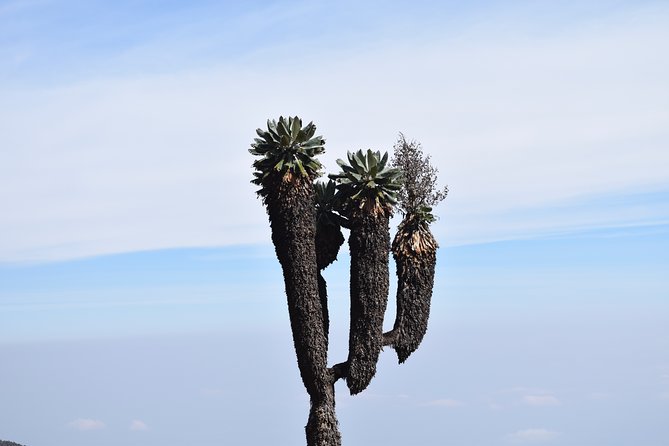 Machame Route 7 Days 6 Nights /Kilimanjaro Climb - Why the Machame Route from Moshi is such a popular choice