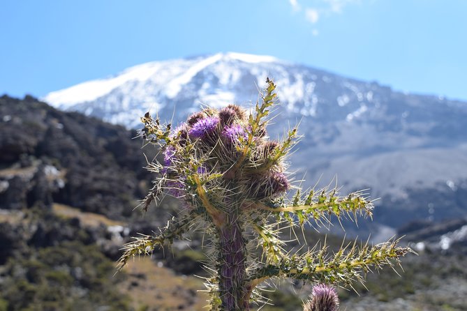 Machame Route 7 Days 6 Nights /Kilimanjaro Climb - FAQ