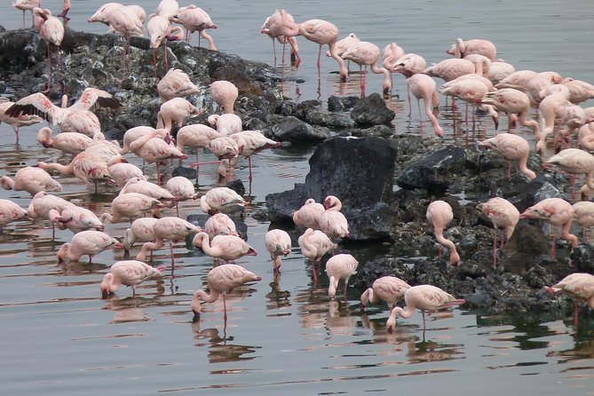 Manyara and Ngorongoro Crater - Should you book this Arusha safari to Ngorongoro and Lake Manyara?