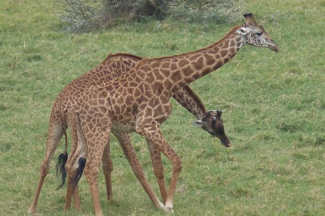 Manyara and Ngorongoro Crater - Day 2 at Lake Manyara: aiming for tree climbing lions