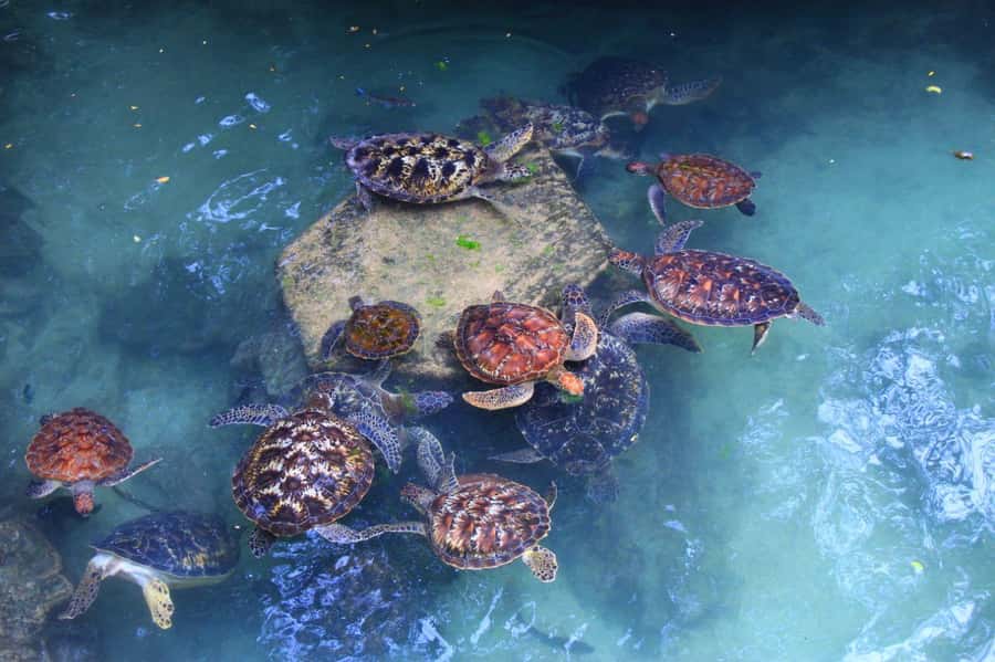 Massai village & Baraka turtules aquarium - Price and logistics: what you pay for in a 5-hour tour