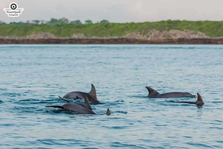 Matemwe: Mnemba Island Dolphin & Snorkeling Boat Trip - Key things I’d pin to your map
