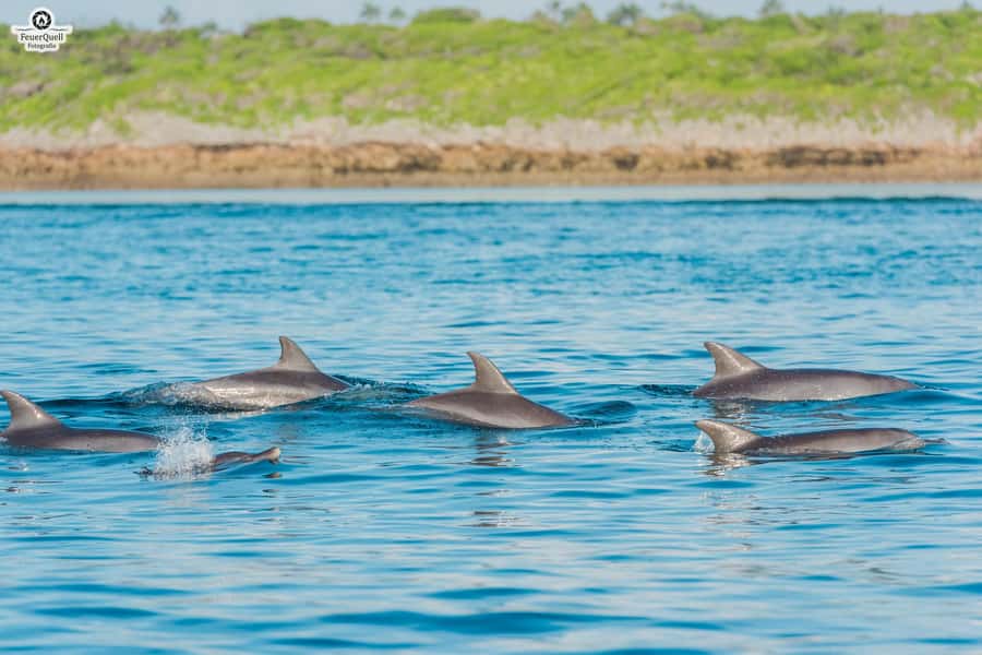 Matemwe: Mnemba Island Dolphin & Snorkeling Boat Trip - Onboard Breaks: Fruit, Water, and a Less Stressy Schedule