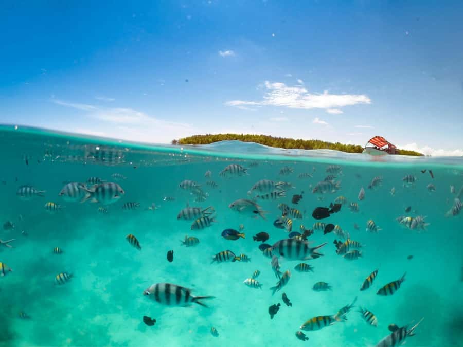 Matemwe: Mnemba Island Dolphin & Snorkeling Boat Trip - Return Timing: Back by 1 pm With Real Memories