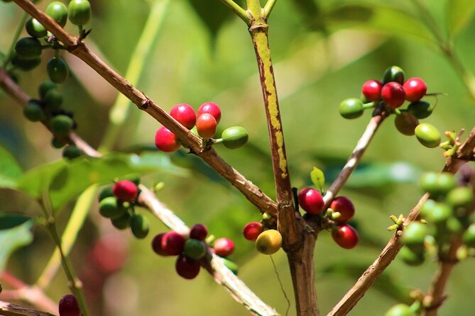 Materuni Thundering Waterfalls,Coffee Experience with Moshi Town Tour - Getting to Materuni: the 15 km ride and a noticeable climate shift