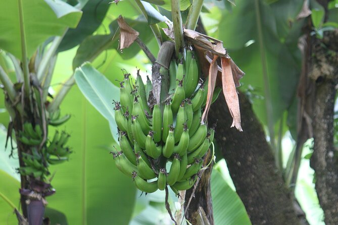 Materuni Village Tour | Materuni waterfalls | materuni coffee tour - Price and What You Really Get for $91