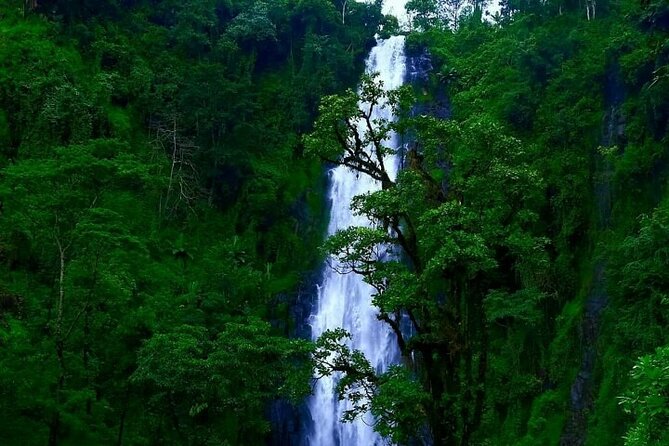 Materuni waterfall - coffee tour OR Chemka hot spring Tour - Private pickup and drop-off that keeps things easy