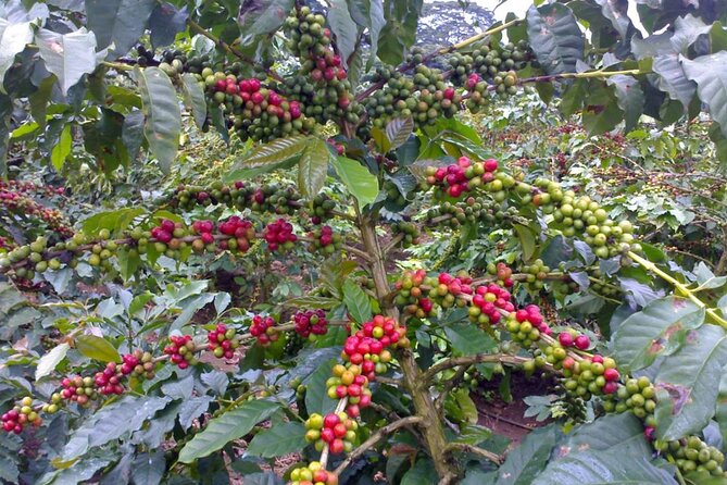 Materuni Waterfall Hike & Coffee Tour - Lunch, Water, and the Small Details That Keep the Day Pleasant
