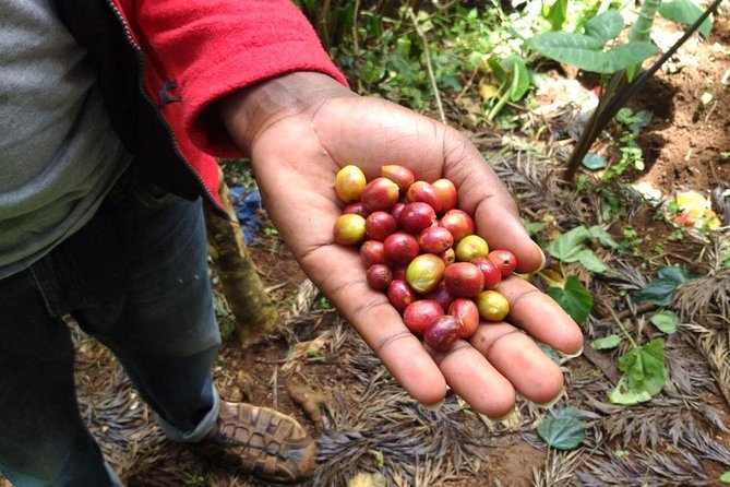 Materuni Waterfalls and Coffee Tour - Key things I’d bookmark before you go