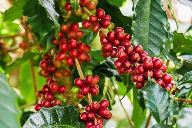 Materuni Waterfalls and Coffee Tour - The Materuni coffee farm stop, where work happens before you taste anything