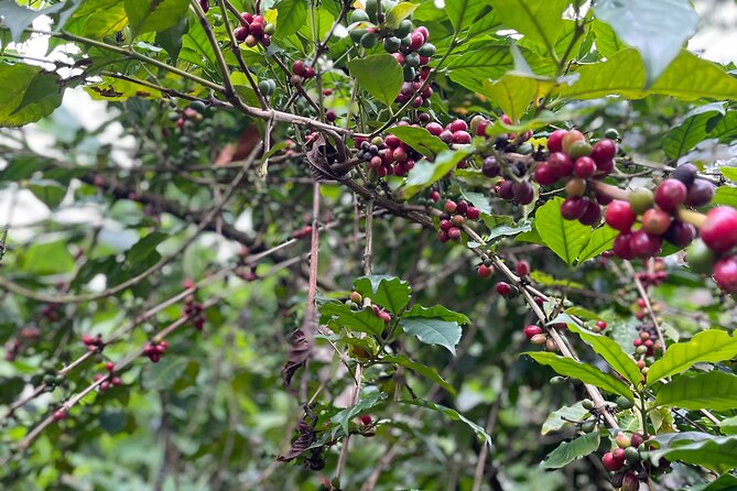 Materuni Waterfalls & Coffee Tour - Price and Value: Is $110 Worth It?