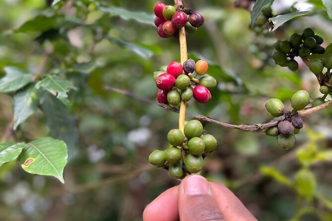 Materuni Waterfalls & Coffee Tour - How to Prepare for a Weather-Dependent Waterfall and Coffee Day