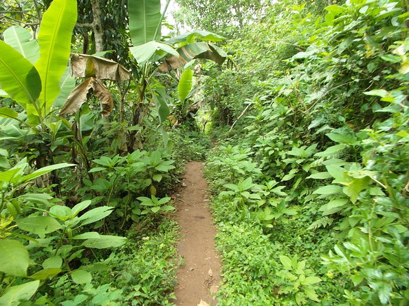 Materuni Waterfalls & Coffee Tour from Moshi - Materuni Waterfalls: the 90-metre swim that changes the day