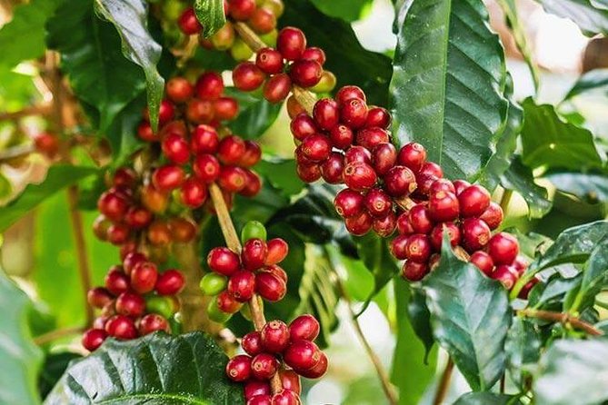 Materuni Waterfalls & Coffee Tour from Moshi - Chagga culture, explained through everyday work