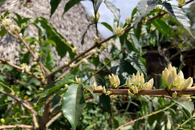 Materuni Waterfalls Hiking Tour with Coffee and Traditional Meal - At the falls: that swim option and photo-friendly reality