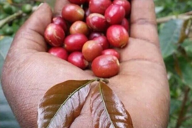 Materuni Waterfalls, Kikuletwa Chemka Hot springs, Coffee tour - From Arusha to the springs, the drive sets the tone