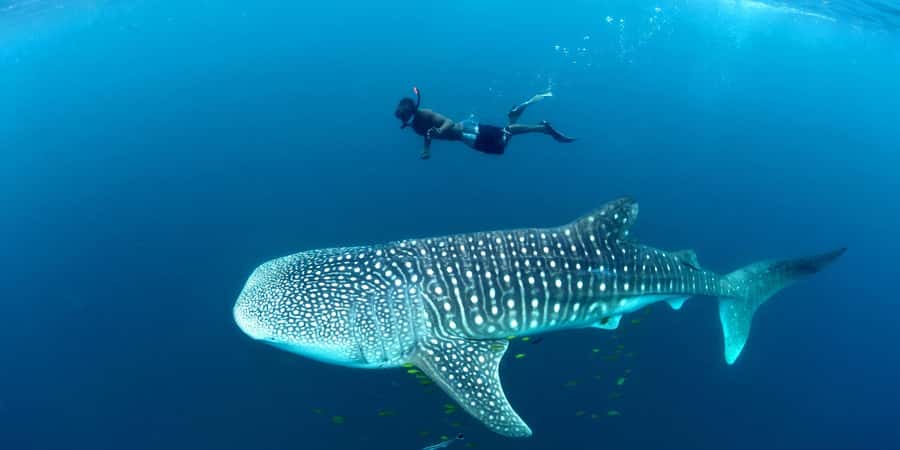 Mbudya island from Dar es salaam safari. - The 7:00 AM Departure: Timing That Shapes the Whole Day