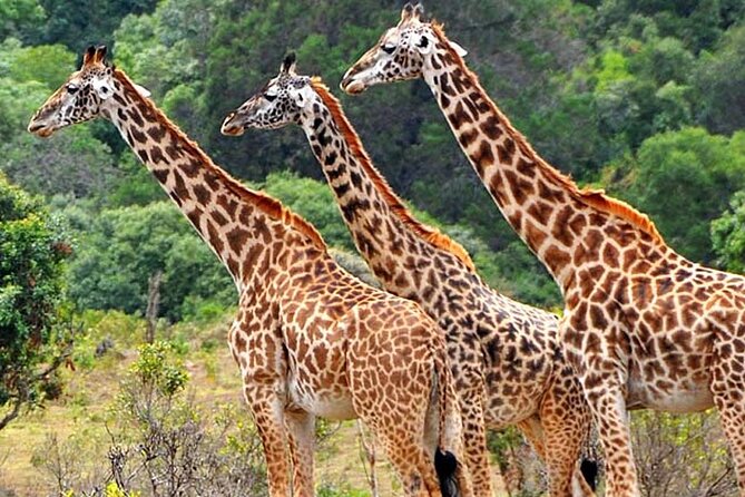 Mikumi National Park 2 Days/ 1 Night - Key Highlights Worth Your Focus