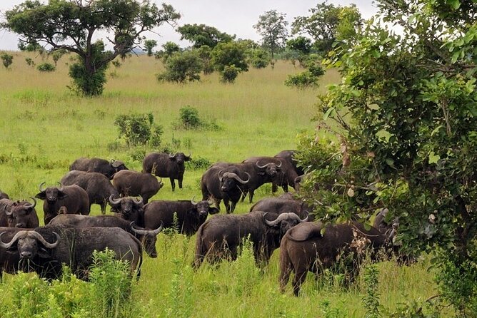 Mikumi National Park 2 Days/ 1 Night - Day 2: Morning and Afternoon Drives With a Bigger Animal List