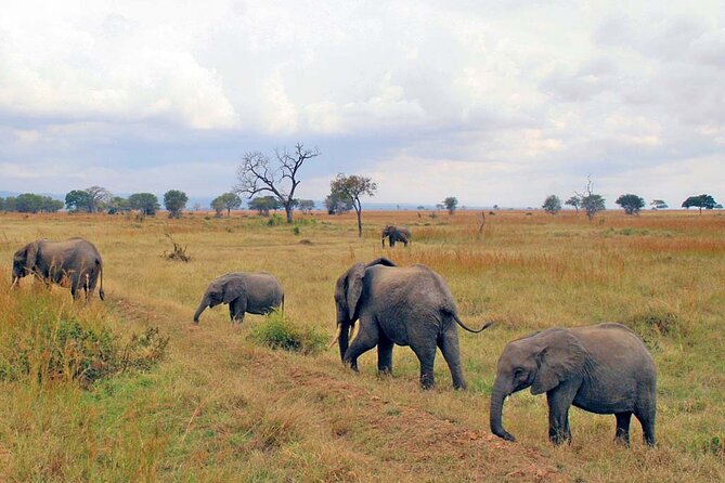 Mikumi National Park 2 Days/ 1 Night - Day 1: A 5:00AM Pickup, Uluguru Mountains, Then Sunset Game Viewing