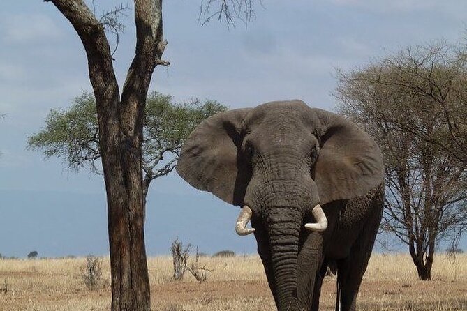 Mikumi National Park 3 Day Tour - Why Mikumi Works as a Dar es Salaam Weekend Safari