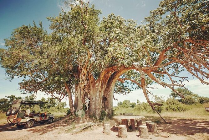 Mikumi National Park 3 Day Tour - Day 2 Full-Day Game Drive: What You’re Actually Aiming For