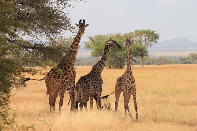 Mikumi National Park 3 Day Tour - Lunch, Timing, and Photo Tips During an 8-Hour Wildlife Day
