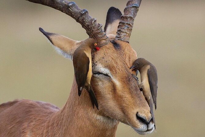 Mikumi National Park 3 Day Tour - Optional Maasai Village Culture Side, If You Want It