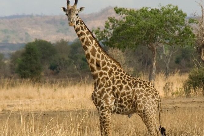 Mikumi National Park 3 Day Tour - Transport, Service Style, and Why Organization Matters