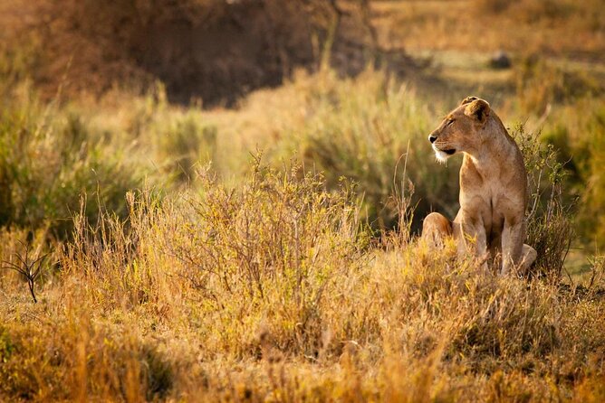 MIKUMI NATIONAL PARK - 3 Days - Key things that make this Mikumi safari work
