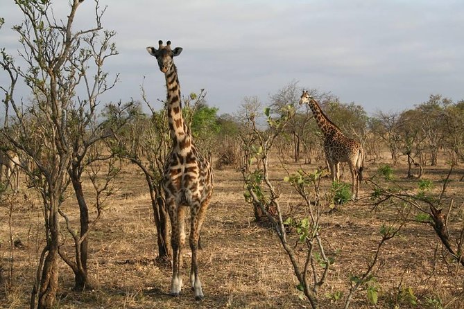 MIKUMI NATIONAL PARK - 3 Days - Dar es Salaam to Mikumi: the long drive that sets the tone