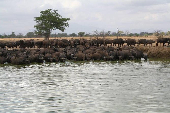 MIKUMI NATIONAL PARK - 3 Days - Day 1 game drives: birds, giraffe, buffalo, and elephants on the way in