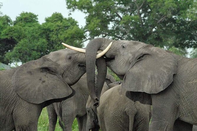 Mikumi National Park Day Trip - Mikumi Day Trip at a Glance: What Makes It Special