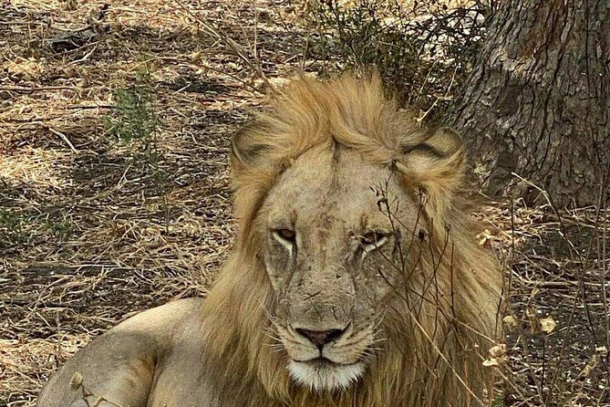 Mikumi National Park Day Trip - The Value Math Behind a $520 Mikumi Day Trip