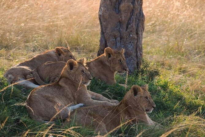 Mikumi National Park Day Trip - What You Will See in the Jeep: Animals, Habitat Clues, and Tree Species