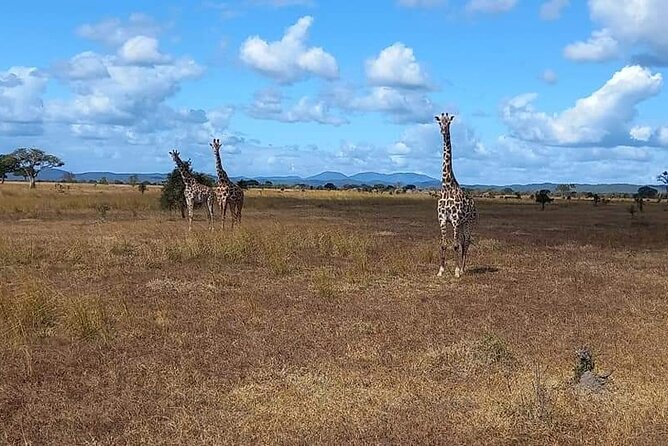 Mikumi National Park Day Trip - Group Size: Small Enough for Attention, Big Enough for a Managed Day