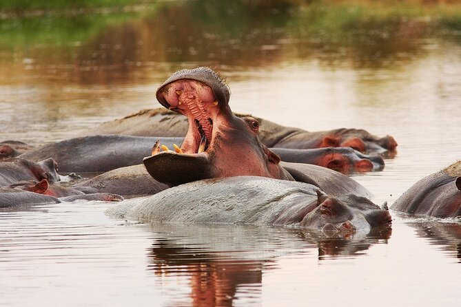Mikumi National Park Day Trip by Train From Dar Es Salaam - Key highlights you will feel on the day