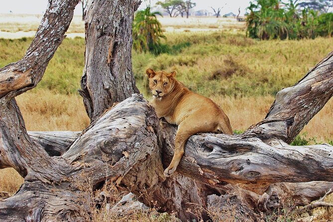 Mikumi National Park Day Trip by Train From Dar Es Salaam - A big-day safari from Dar es Salaam, with a train plan that keeps you sane